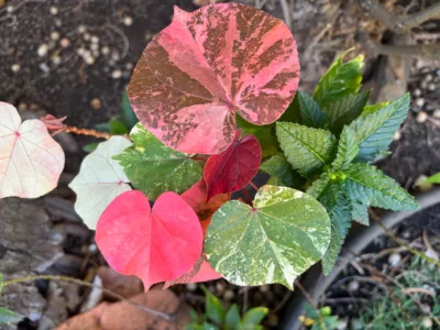 Photo of the Day: Maui Medley